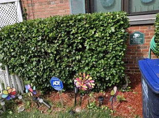Bush Trimming by James Mckenzie for Flora F. in Washington, DC