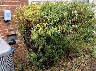 Bush Trimming by Jerrod Hudson for Stephen L. in Irving, TX