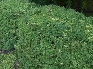 Bush Trimming by Elisha Nelson for Linda D. in Powell, OH