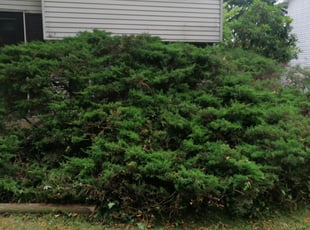 Landscaping by Alex Garcia for Evelyn and Harry E. in Edgewood, MD