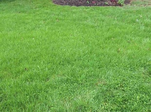 Annette H.'s Yard Cutting service result