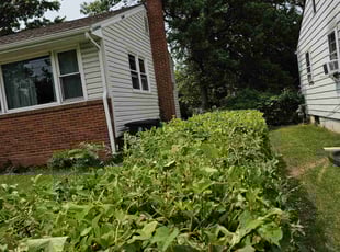 Bush Trimming by Artavius Clark for Stephen S. in Hyattsville, MD
