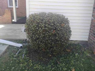 Bush Trimming by Chris Danze for Kevin E. in Washington Township, NJ