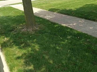 Charles R G.'s Grass Cutting service result