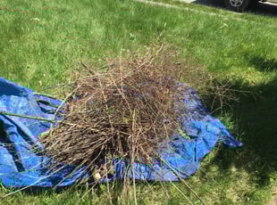 Bush Trimming by Pamela Davitt for Curtis U. in Cincinnati, OH