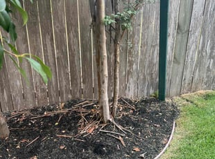 Bush Trimming by Noah Fiechtner for Jeffrey S. in Austin, TX