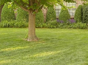 Colton S.'s Lawn Mowing service result