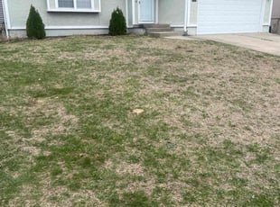 Leaf Removal by Bryant King for Derek D. in Lee's Summit, MO