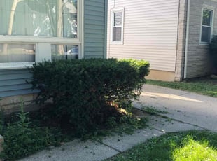 Bush Trimming by John McCardle for Ray N. in Milwaukee, WI
