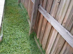 Moriah P.'s Yard Cutting service result