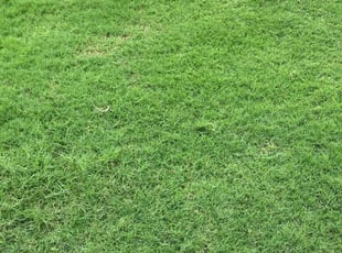 Dora M.'s Lawn Mowing service result
