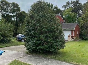 Bush Trimming by Jose M Rodriguez for Michelle W. in Alexandria, VA