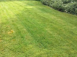 William O.'s Grass Cutting service result