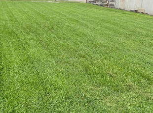 Ivy V.'s Lawn Maintenance service result