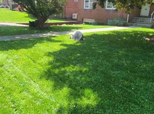 Keith C.'s Lawn Care service result
