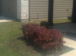 Bush Trimming by Brent Tanksley for Aravind P. in Austin, TX