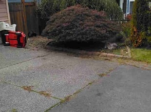Bush Trimming by Robert Martin for Aparajita B. in Kirkland, WA
