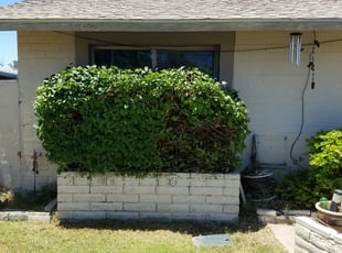 Bush Trimming by Raul Blanco for Bruce P. in Tempe, AZ