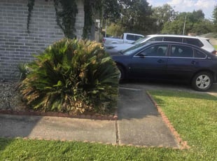 Bush Trimming by Roberto Pena for Zach J. in Spring, TX