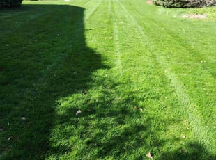 Elizabeth C.'s Lawn Mowing Service service result