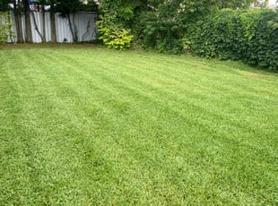 Nancy H.'s Lawn Mowing service result