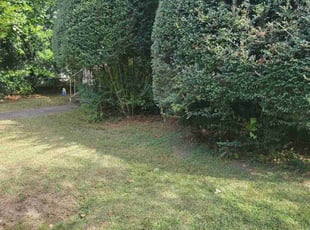 Bush Trimming by Douglas McClelland for Gary H. in Birmingham, AL