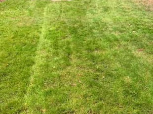 Georgina R.'s Yard Cutting service result
