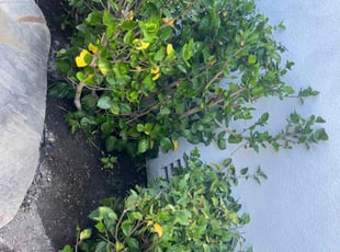 Bush Trimming by Jose Perez for JOANNE B. in Mission Viejo, CA