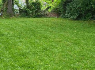 Briana S.'s Lawn Service service result