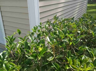 Bush Trimming by Wes Carroll for Derek C. in Summerville, SC