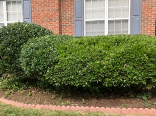 Bush Trimming by Lauren Martin for Scott B. in Charlotte, NC