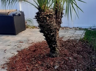 Bush Trimming by Minh Duong for Tonya J. in Apopka, FL