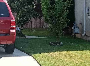 Bush Trimming by Brenden Henderson for Anthony C. in Riverside, CA