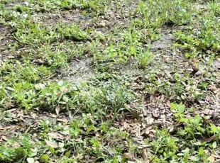 Leaf Removal by David Staley for Robert S. in Leesburg, FL