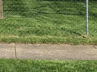 Maria R.'s Lawn Mowing service result