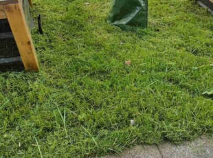 Renee A.'s Yard Cutting service result