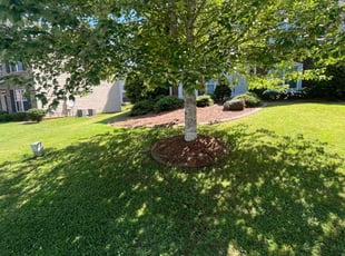 Blaze M.'s Yard Cutting service result