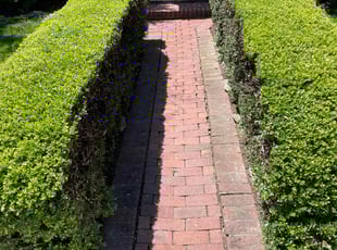 Bush Trimming by Gus Cronley for Jillian M. in Alexandria, VA