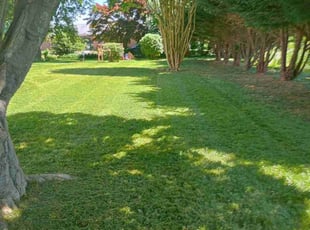 Trudy R.'s Yard Cutting service result
