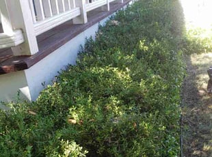 Bush Trimming by Angela Shinaut for Andrea A. in Littleton, CO