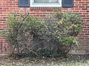 Bush Trimming by Steven Foster for Kimberley T. in Cheverly, MD
