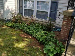 Bush Trimming by David Michaelangelo for Sean C. in Centreville, VA