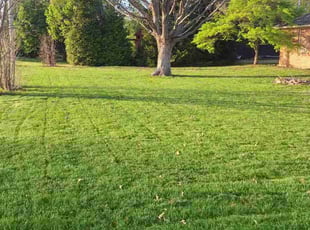 Maritza B.'s Grass Cutting service result