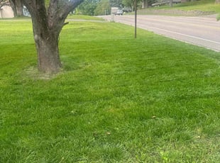 Merlin M.'s Lawn Mowing service result