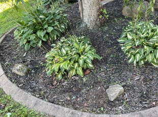 Landscaping by Deshawn Chester for Zak W. in Rochester, NY