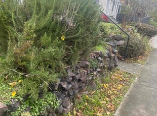 Bush Trimming by Richard Luiza Jr for Gaby P. in Seattle, WA
