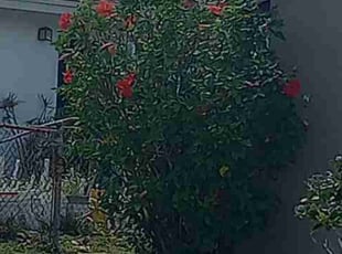 Bush Trimming by Shane Ray for Renee D. in Titusville, FL
