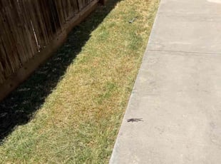 Cleanups by brett boehm for Jackie W. in Salinas, CA