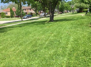 Nikki R.'s Lawn Service service result