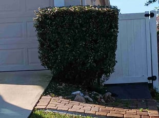 Eve H.'s Bush Trimming service result